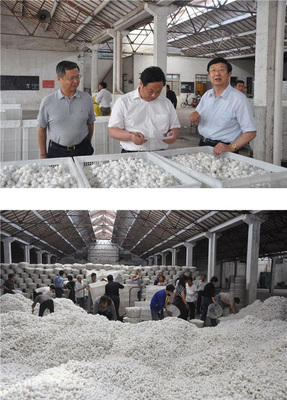 蘇豪股份富安繭絲綢公司6月5號(hào)開始春繭收購(gòu)